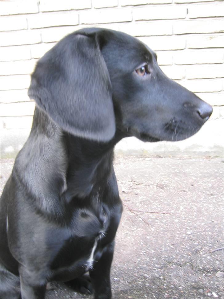 Blanding af racer Chang billede 7