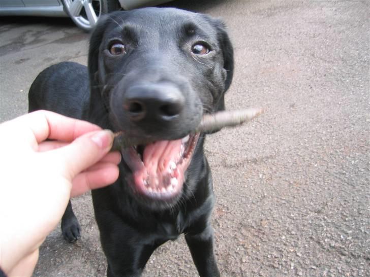 Blanding af racer Chang billede 8