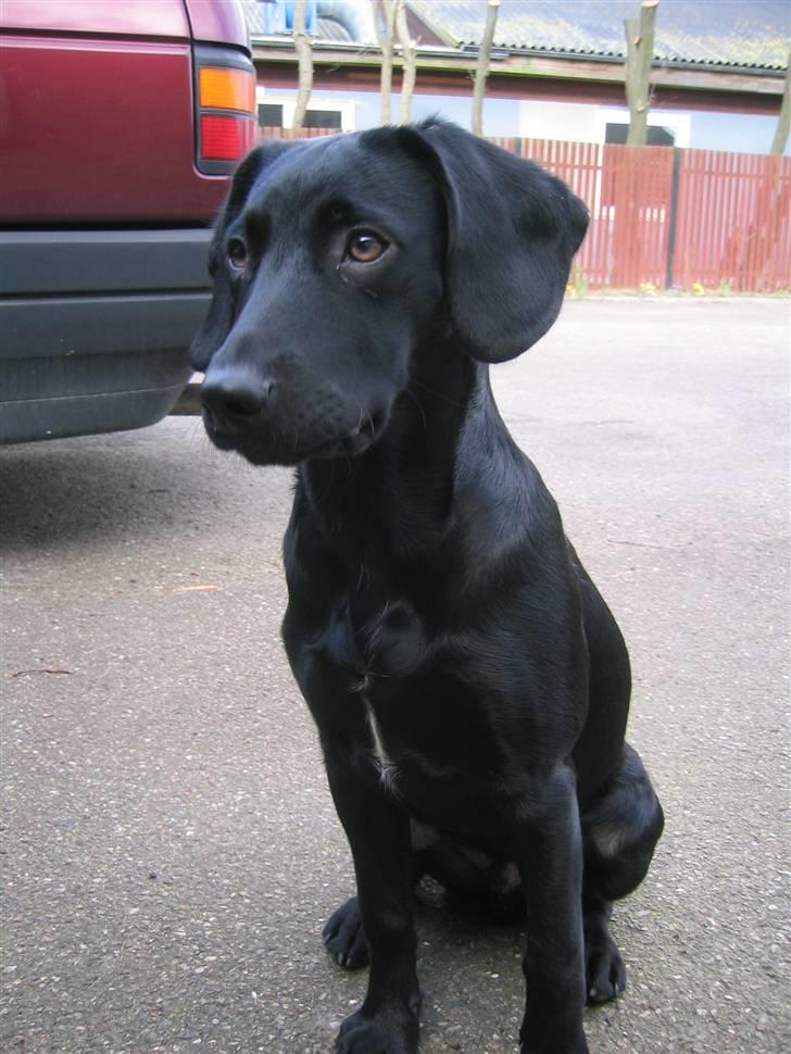 Blanding af racer Chang billede 9