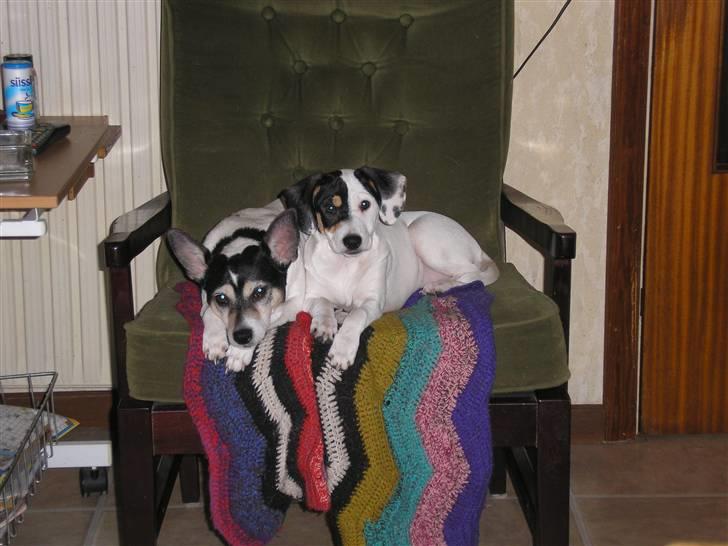 Blanding af racer Møllens Mille billede 8