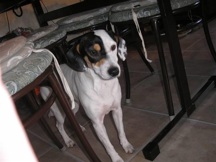 Blanding af racer Møllens Mille billede 9