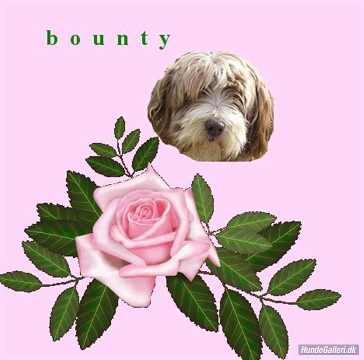 Bearded collie Bounty R.I.P - Billed jeg har modtaget en en HG bruger...... tak..... billede 12