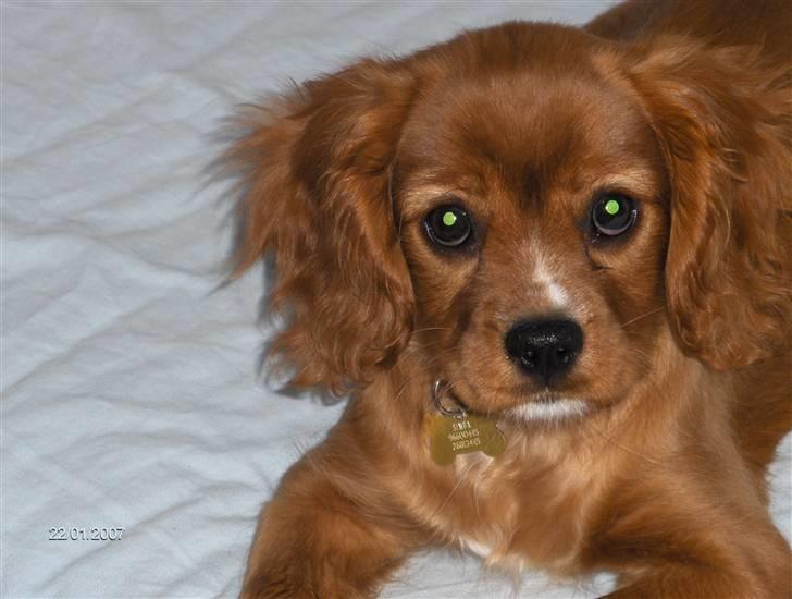 Cavalier king charles spaniel Simba billede 1