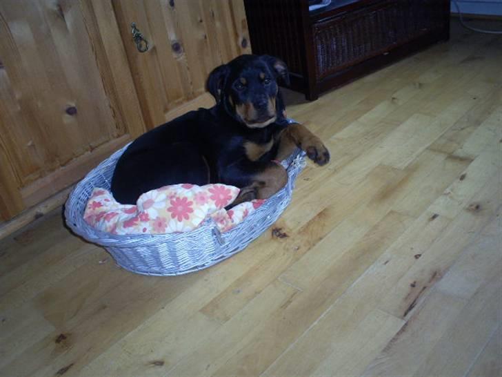 Rottweiler Shanti *R.I.P* - Det kan godt være at kurven snart skal skiftes ud? billede 19