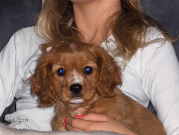 Cavalier king charles spaniel Simba billede 2