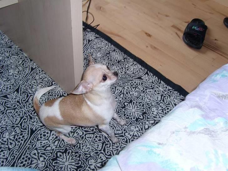 Chihuahua ¨˜”°º•Gucci•º°”˜¨ - skal jeg lige prøve og s eom jeg kan komme op til min mor . . måske der alligevel er lidt højt oppe ;) billede 8