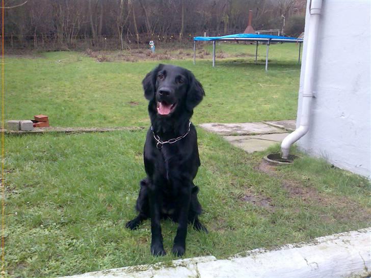 Flat coated retriever Freja billede 5