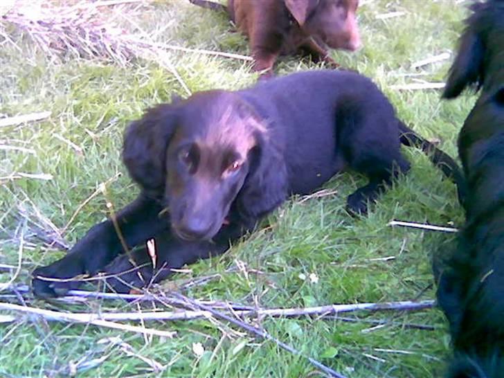 Flat coated retriever Freja billede 6