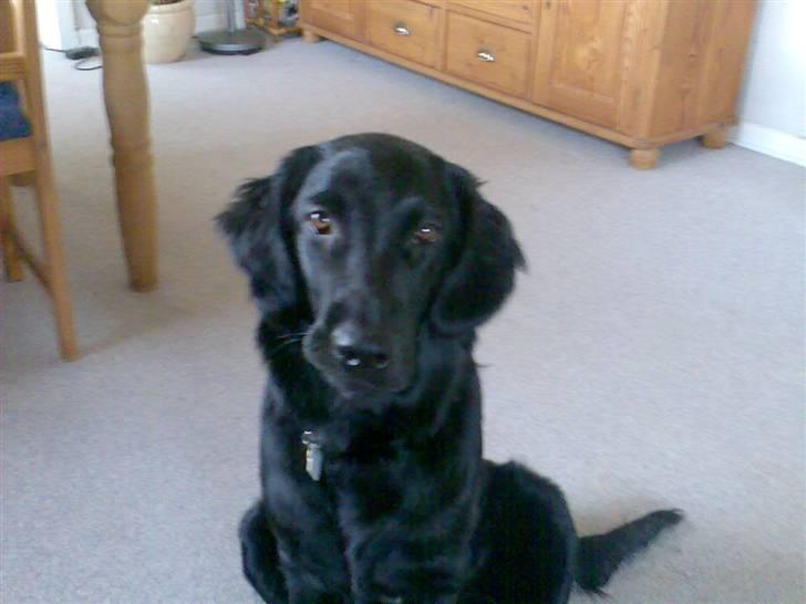 Flat coated retriever Freja billede 7