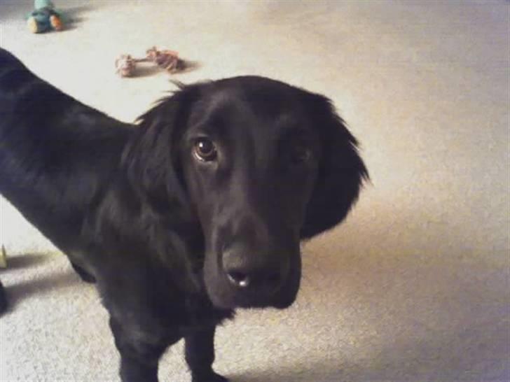 Flat coated retriever Freja billede 8