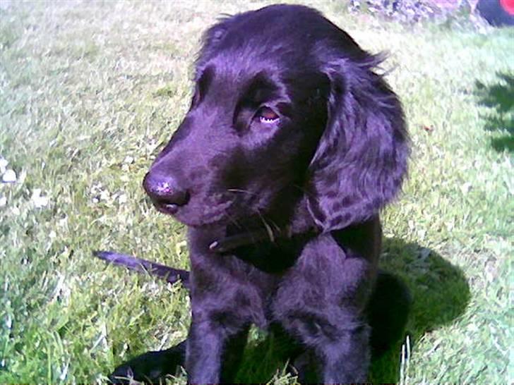 Flat coated retriever Freja billede 9