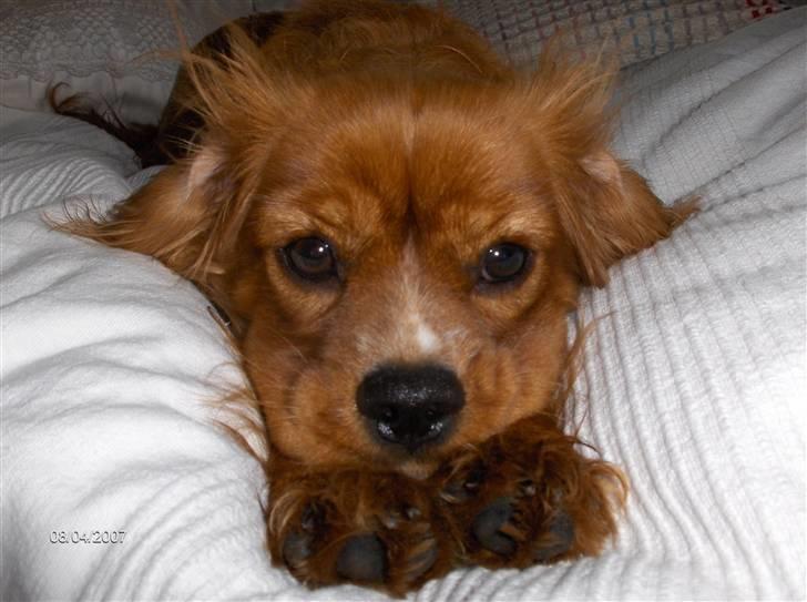 Cavalier king charles spaniel Simba billede 3