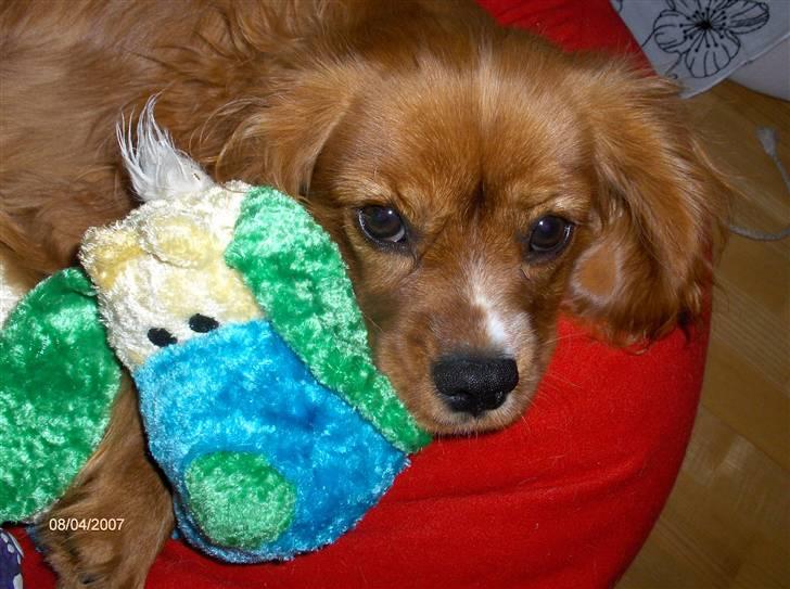 Cavalier king charles spaniel Simba billede 4