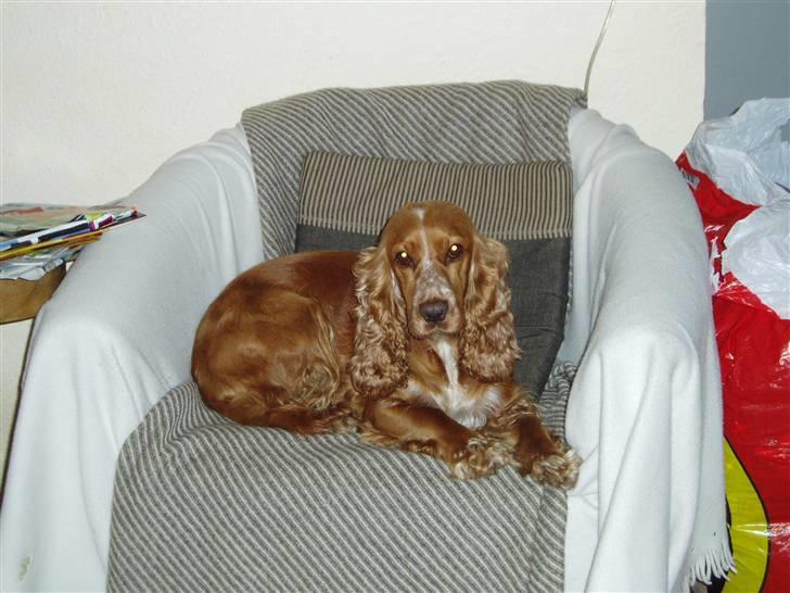 Cocker spaniel Sisse  - Den her stol elsker jeg. . . . billede 4