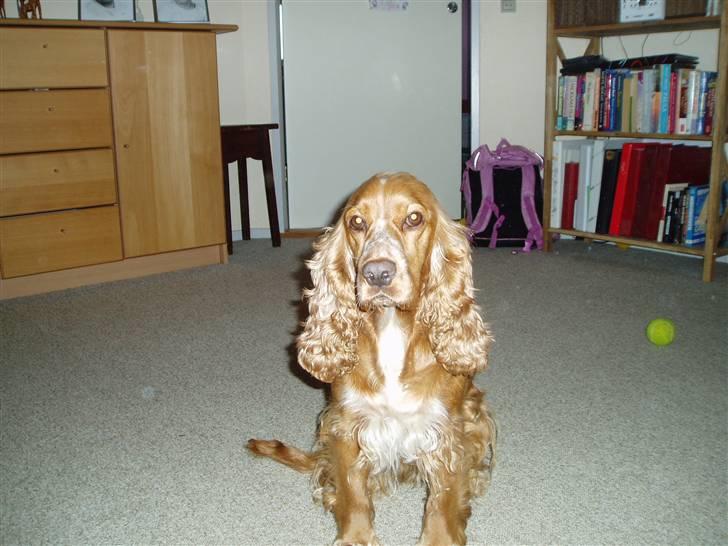 Cocker spaniel Sisse  - Sara hvad laver vi . . .  billede 5