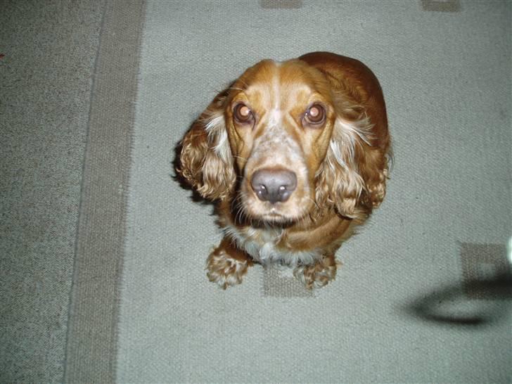 Cocker spaniel Sisse  - det er sjovt og kikke op billede 6