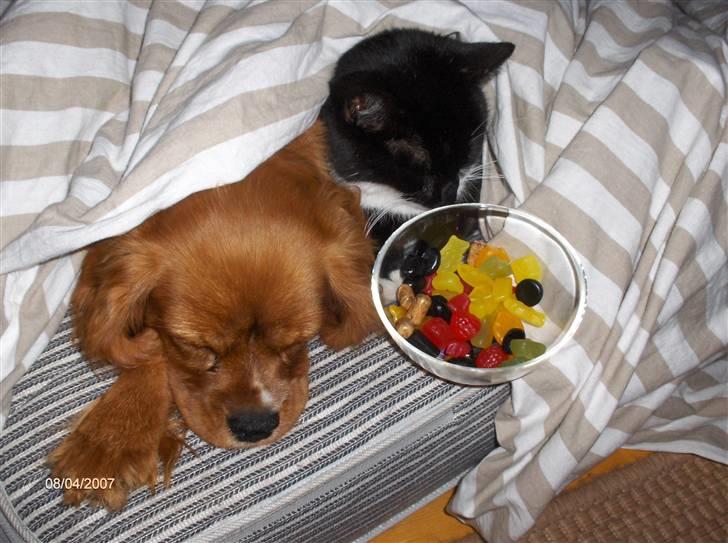 Cavalier king charles spaniel Simba - mig og min gode ven Bølle billede 5