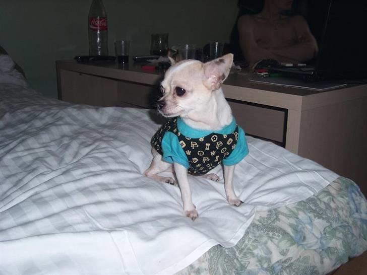 Chihuahua ¨˜”°º•Gucci•º°”˜¨ - Jeg sidder lige på kanten og spiller darling <33 billede 9