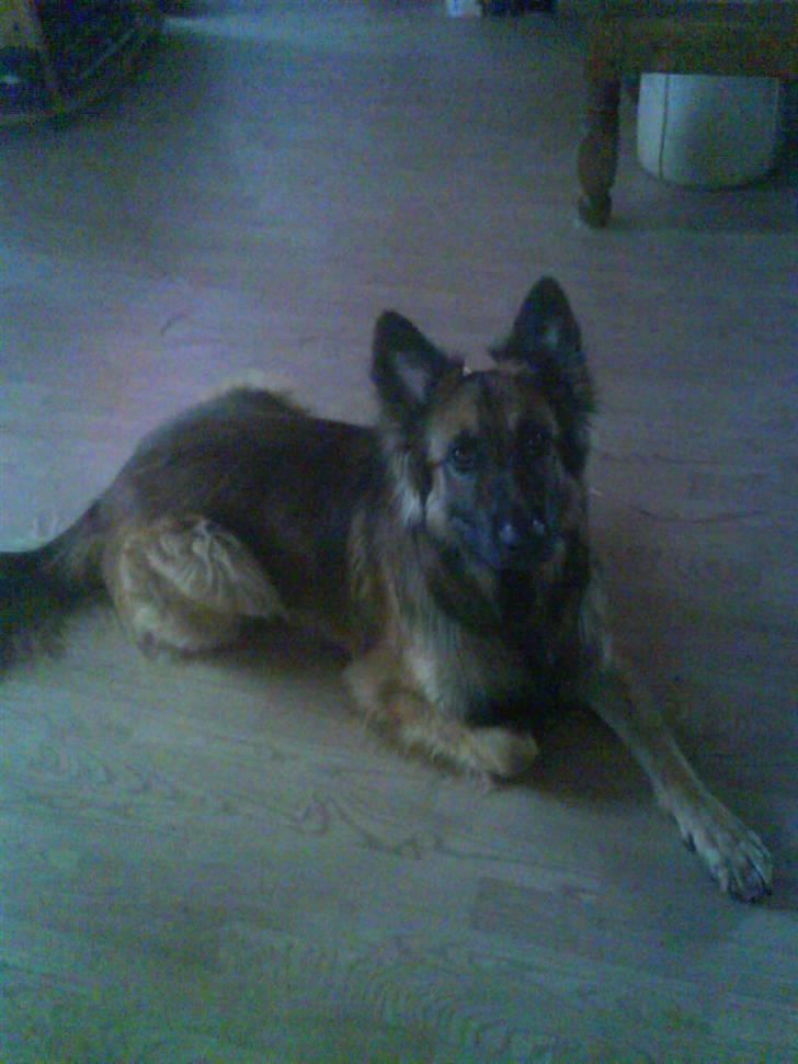 Blanding af racer Jazz - Hej :) Velkommen til min profil ! :) billede 1