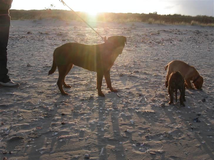 Rottweiler Kiki - flotter pige :) billede 4