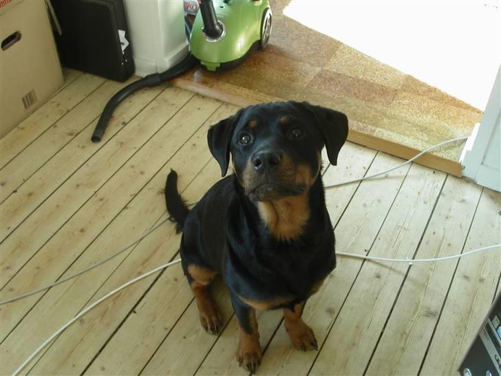 Rottweiler Kiki - Jeg kan sidde rigtig pænt :) billede 5