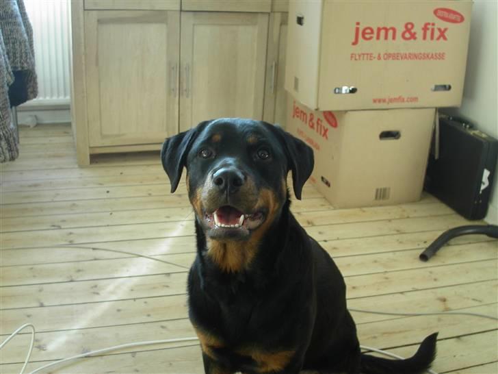 Rottweiler Kiki - Sikke nogle flotte bisser (: billede 6