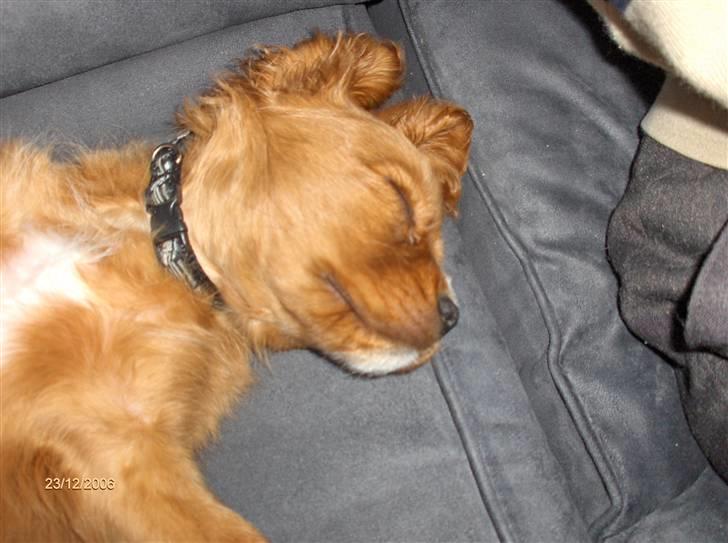 Cavalier king charles spaniel Simba billede 6