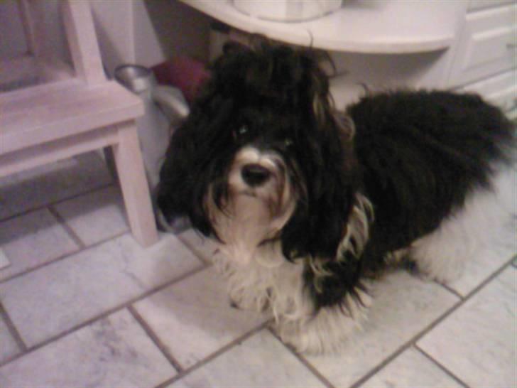 Bichon havanais Vicki billede 4