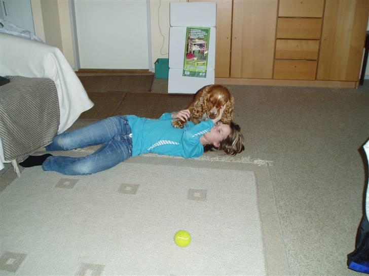 Cocker spaniel Sisse  - Sara er sød billede 7