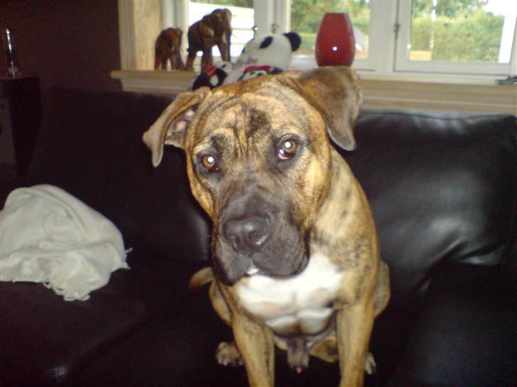 Blanding af racer Gangster billede 1