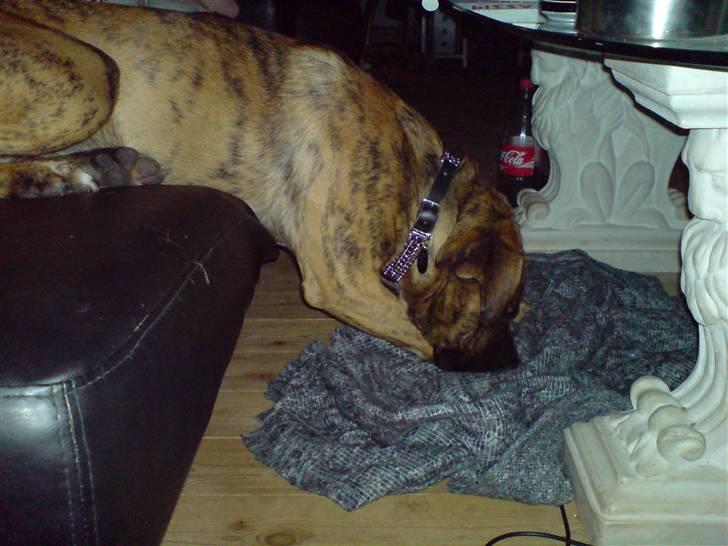 Blanding af racer Gangster - jeg gider ik gå op i seng. kan jeg ikke bare sove her? billede 2