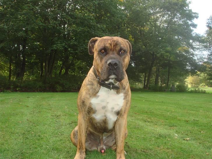 Blanding af racer Gangster billede 3