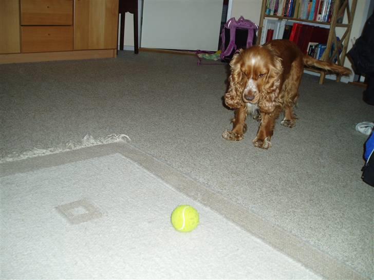 Cocker spaniel Sisse  - Sara kom nu vi skal spille boldt  billede 8