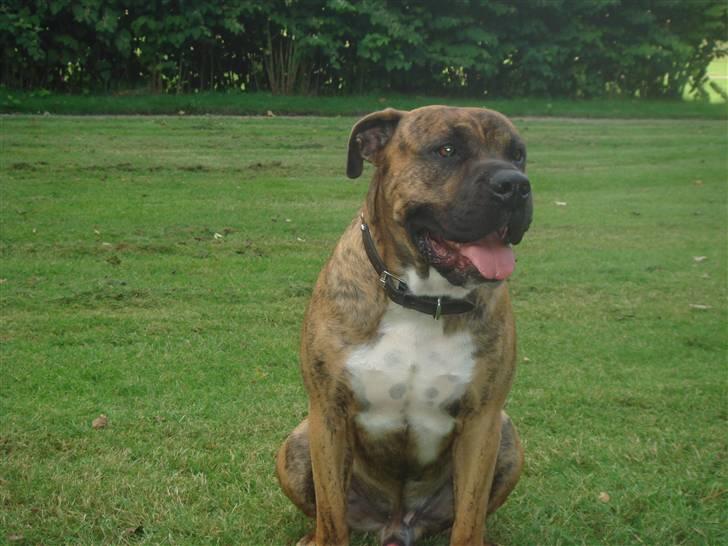 Blanding af racer Gangster billede 4