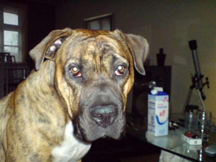 Blanding af racer Gangster billede 5