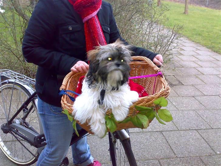 Shih tzu Nala - R.I.P. - På cykeltur billede 5