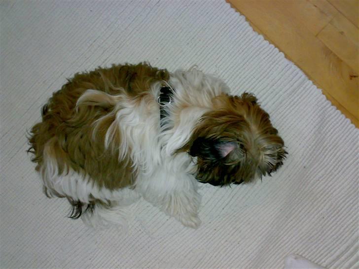 Shih tzu Nala - R.I.P. - Lille, tykke Nala billede 6