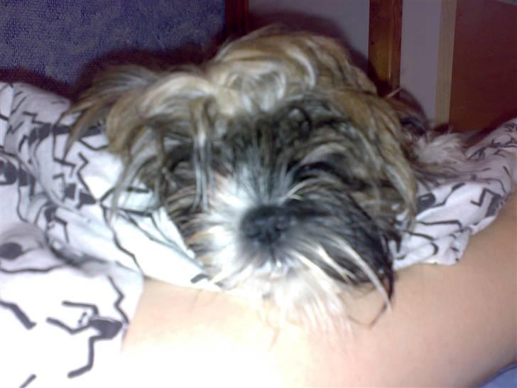 Shih tzu Nala - R.I.P. - Nåååårh billede 7