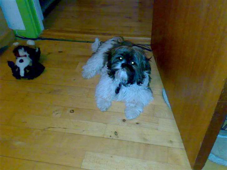 Shih tzu Nala - R.I.P. - Her ligger jeg billede 8