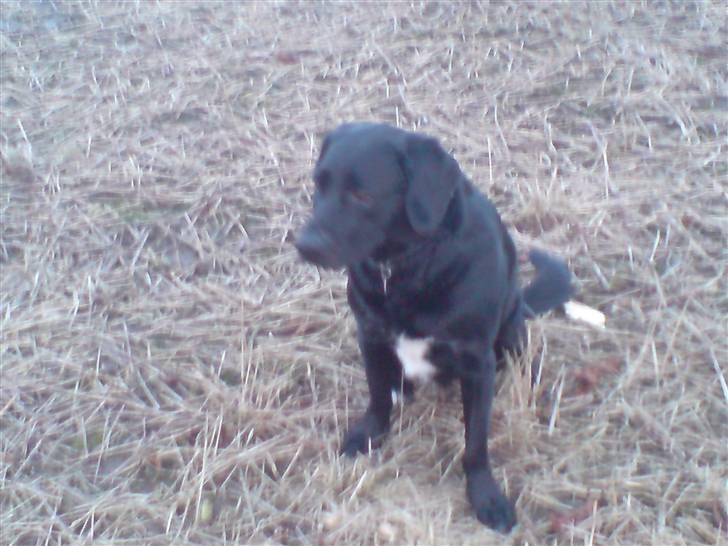 Blanding af racer OZZY ((R.I.P)) billede 2