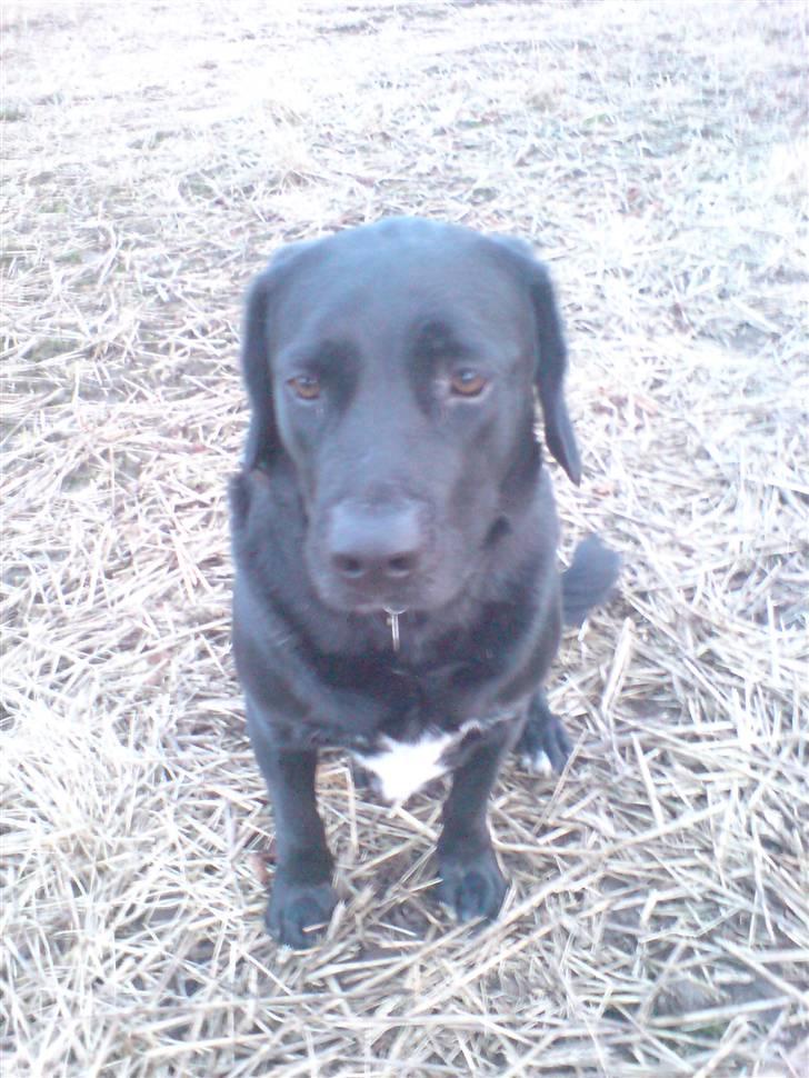 Blanding af racer OZZY ((R.I.P)) billede 3