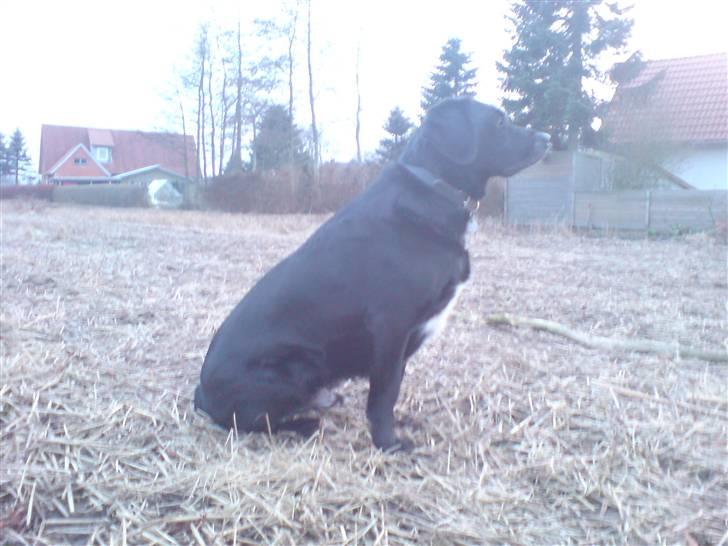 Blanding af racer OZZY ((R.I.P)) billede 4
