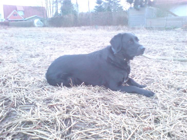 Blanding af racer OZZY ((R.I.P)) billede 5