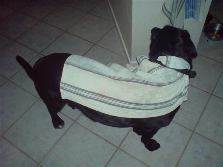 Blanding af racer OZZY ((R.I.P)) - super hunden hehe  billede 6
