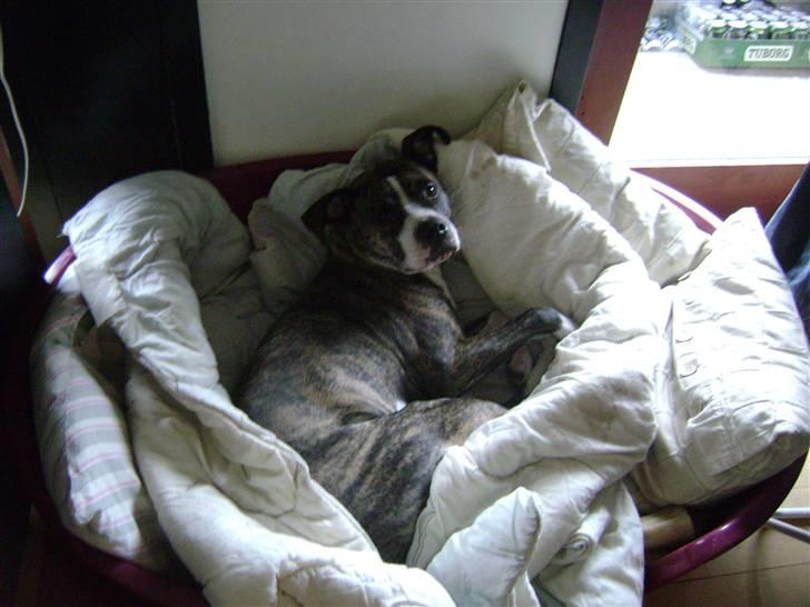 Amerikansk staffordshire terrier xena billede 12