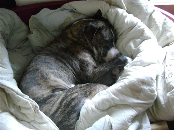 Amerikansk staffordshire terrier xena billede 13