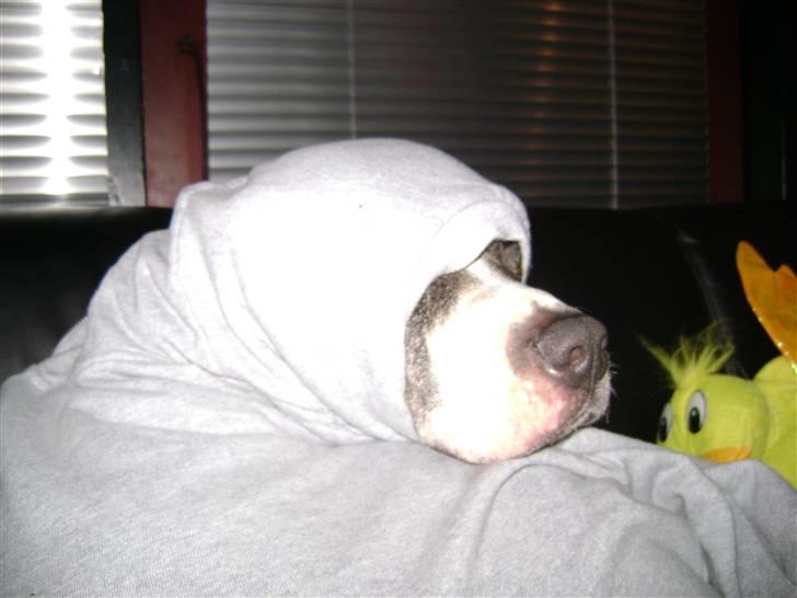 Amerikansk staffordshire terrier xena billede 14