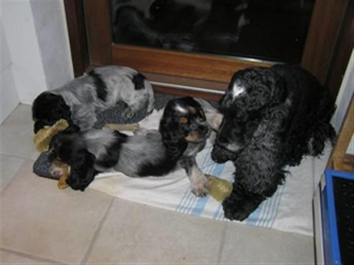 Cocker spaniel safir of mombasa. - legestue,, med min mor,, smilla, hun er den sorte, de andre er mine søskende.. billede 9