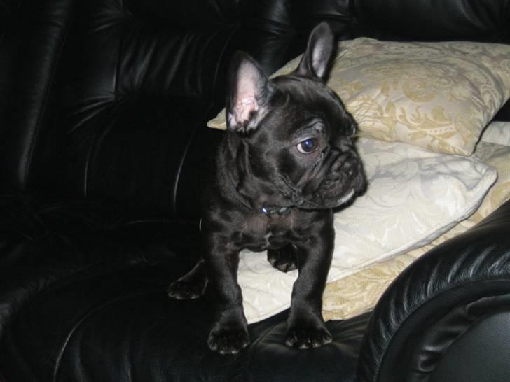 Fransk bulldog *Buller* billede 1