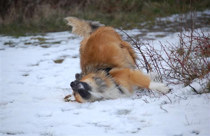 Islandsk fårehund Solargeisli Reiki - Sne er daaarjligt ;o) billede 11